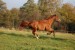 DSC_0242.JPG